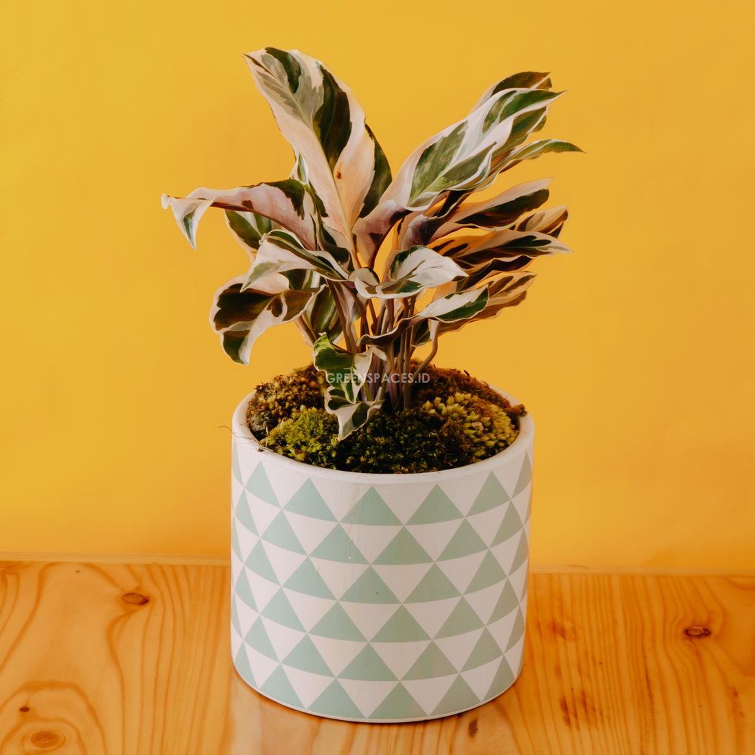 Calathea white fushion - Greenspaces.id