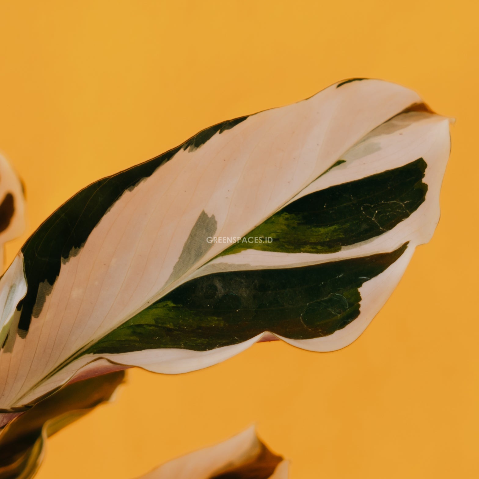 Calathea white fushion - Greenspaces.id
