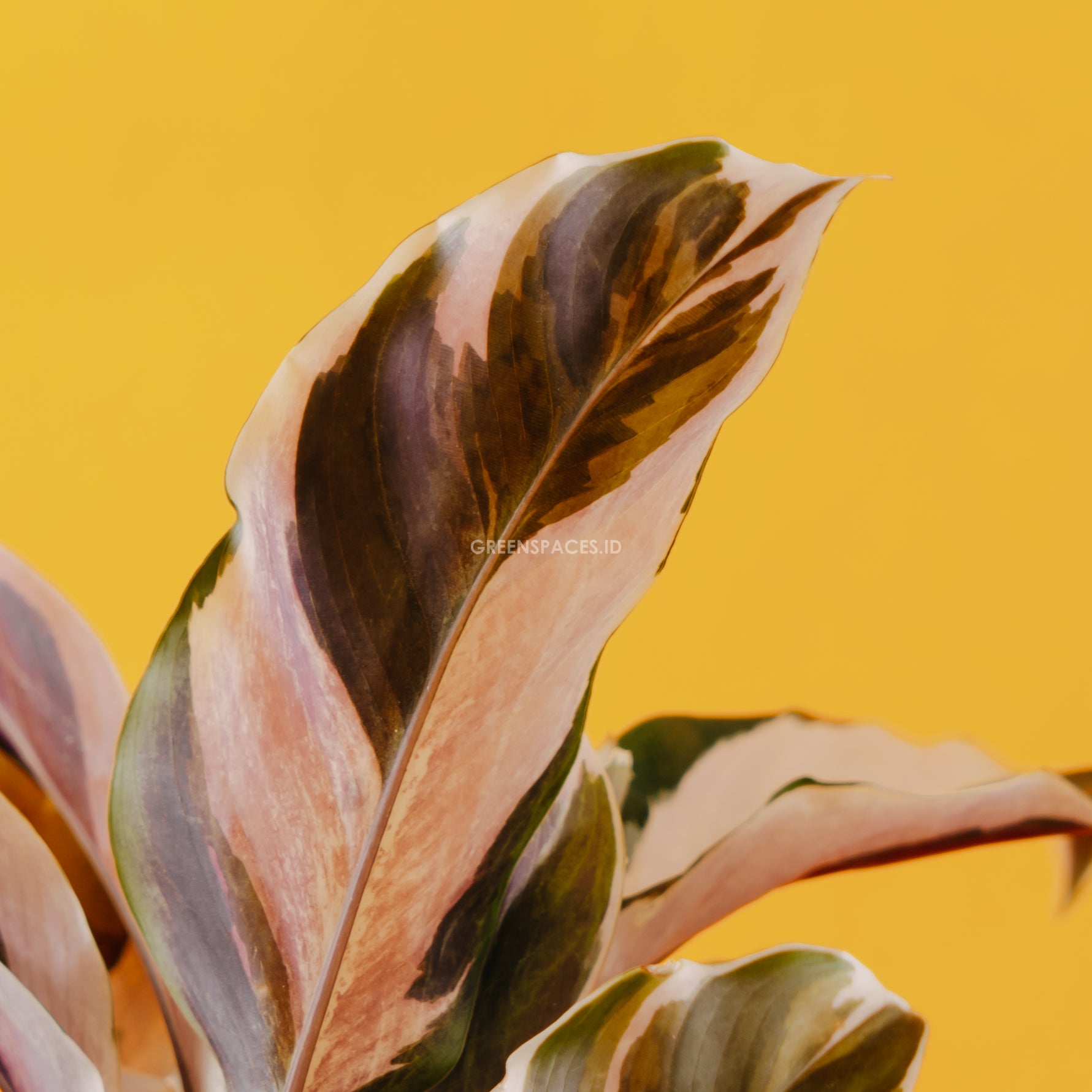 Calathea white fushion - Greenspaces.id