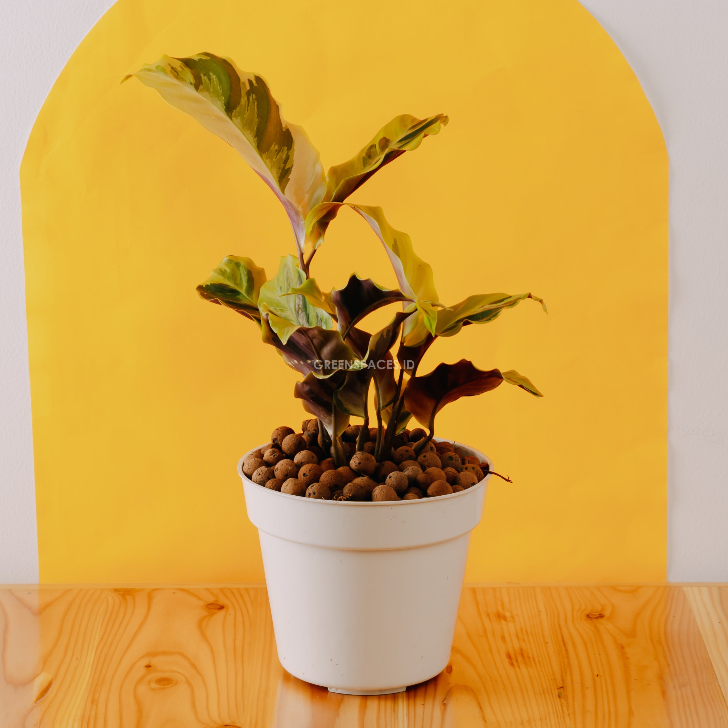 Calathea yellow fushion - Greenspaces.id