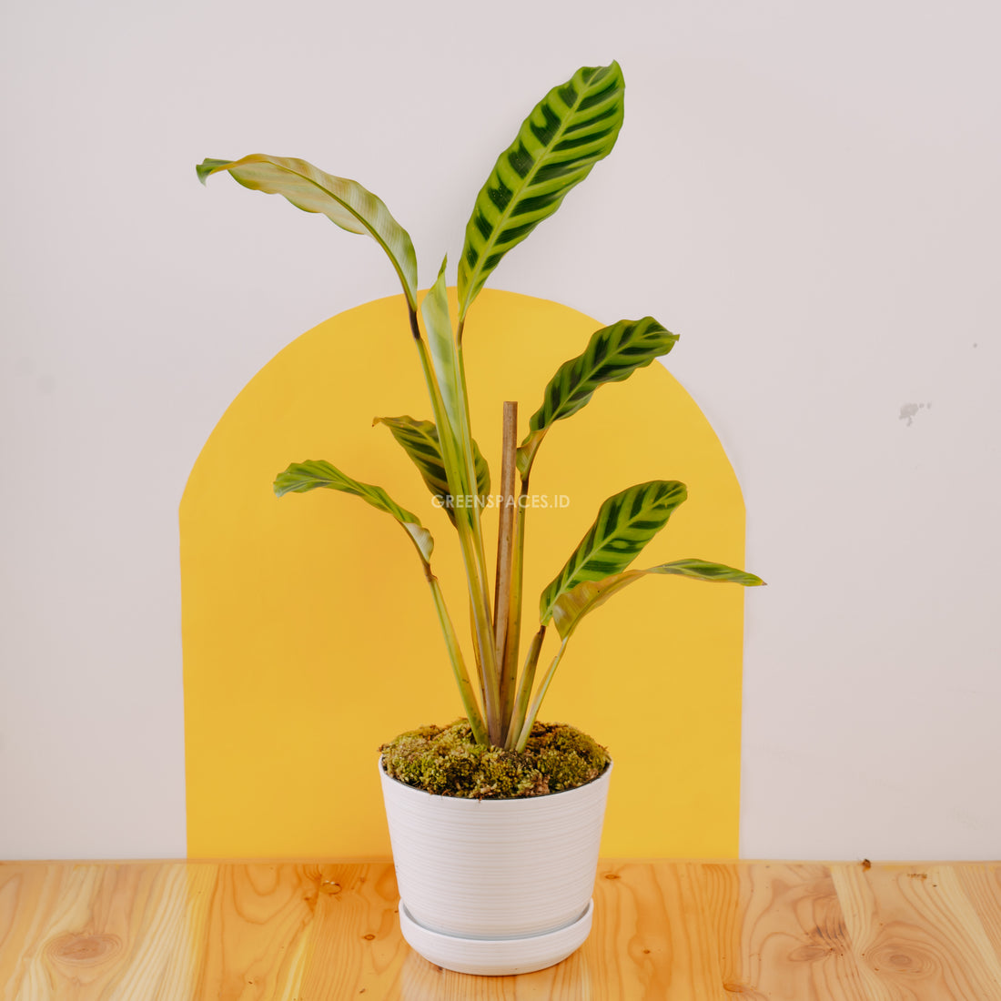 Calathea Zebrina - Greenspaces.id