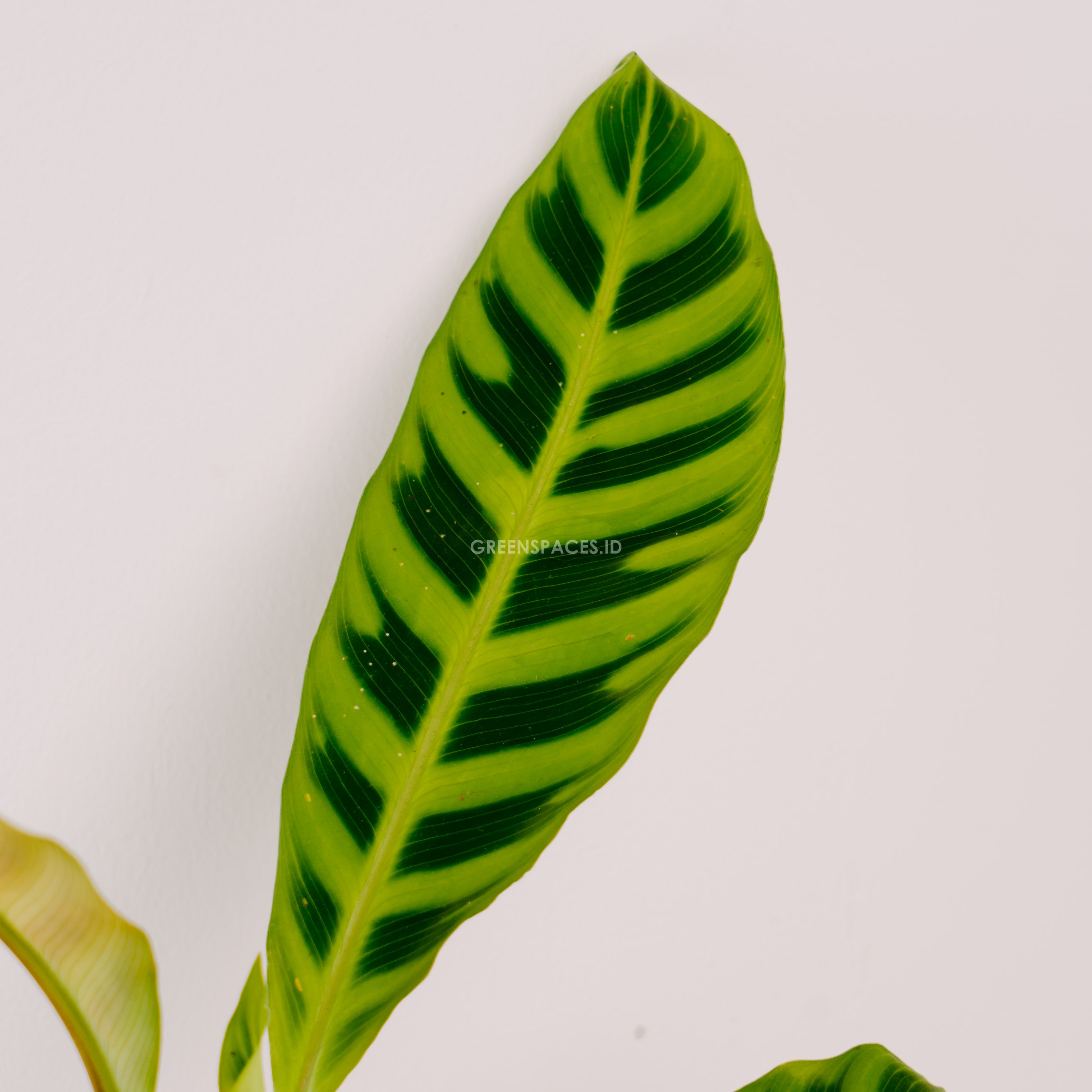Calathea Zebrina - Greenspaces.id