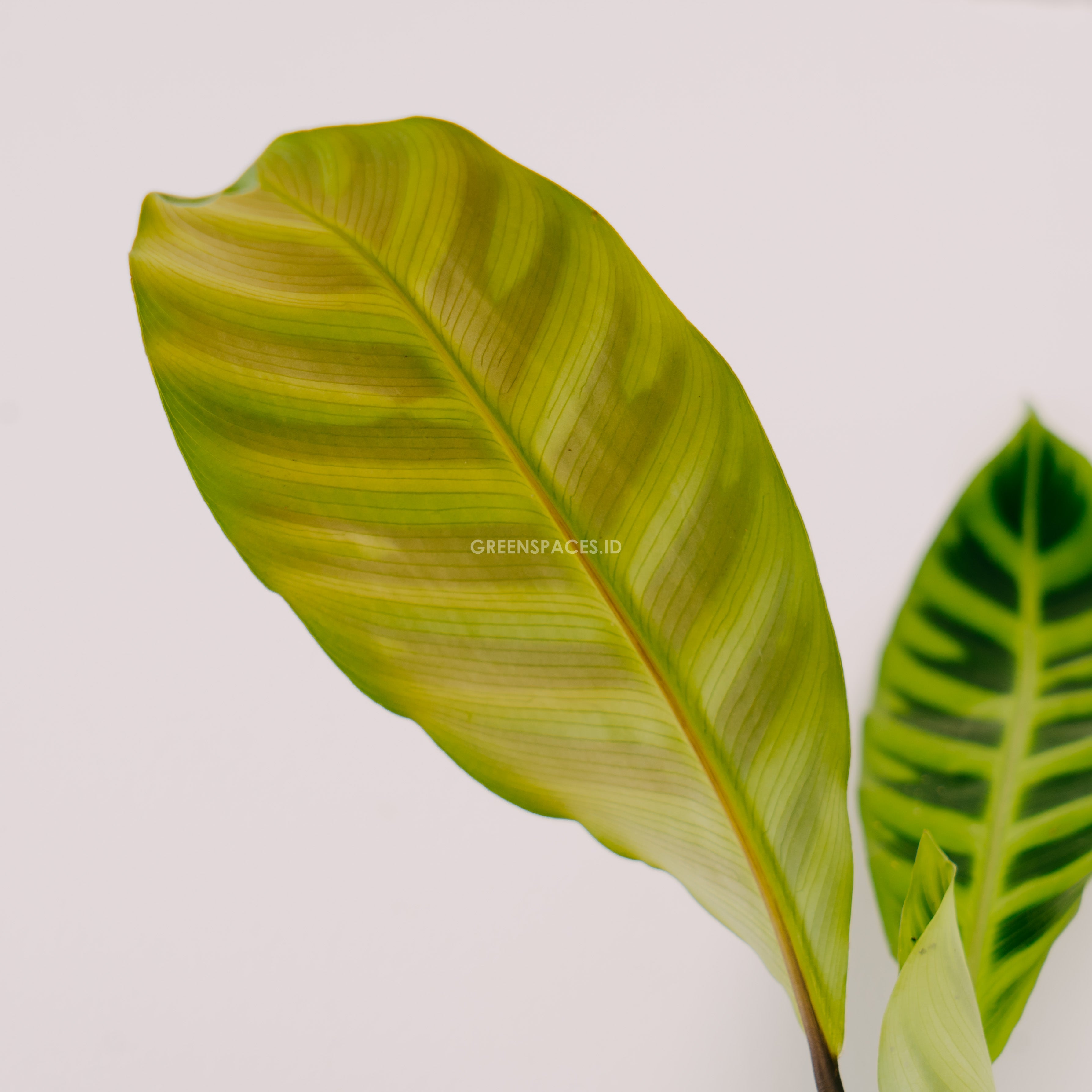 Calathea Zebrina - Greenspaces.id