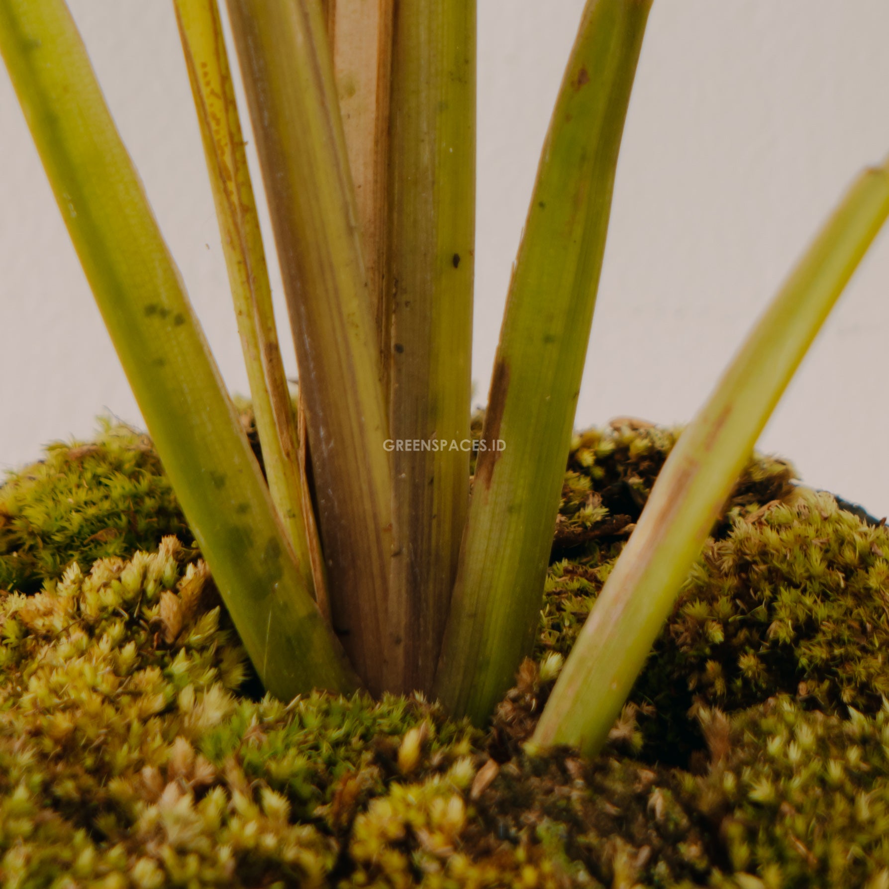 Calathea Zebrina - Greenspaces.id