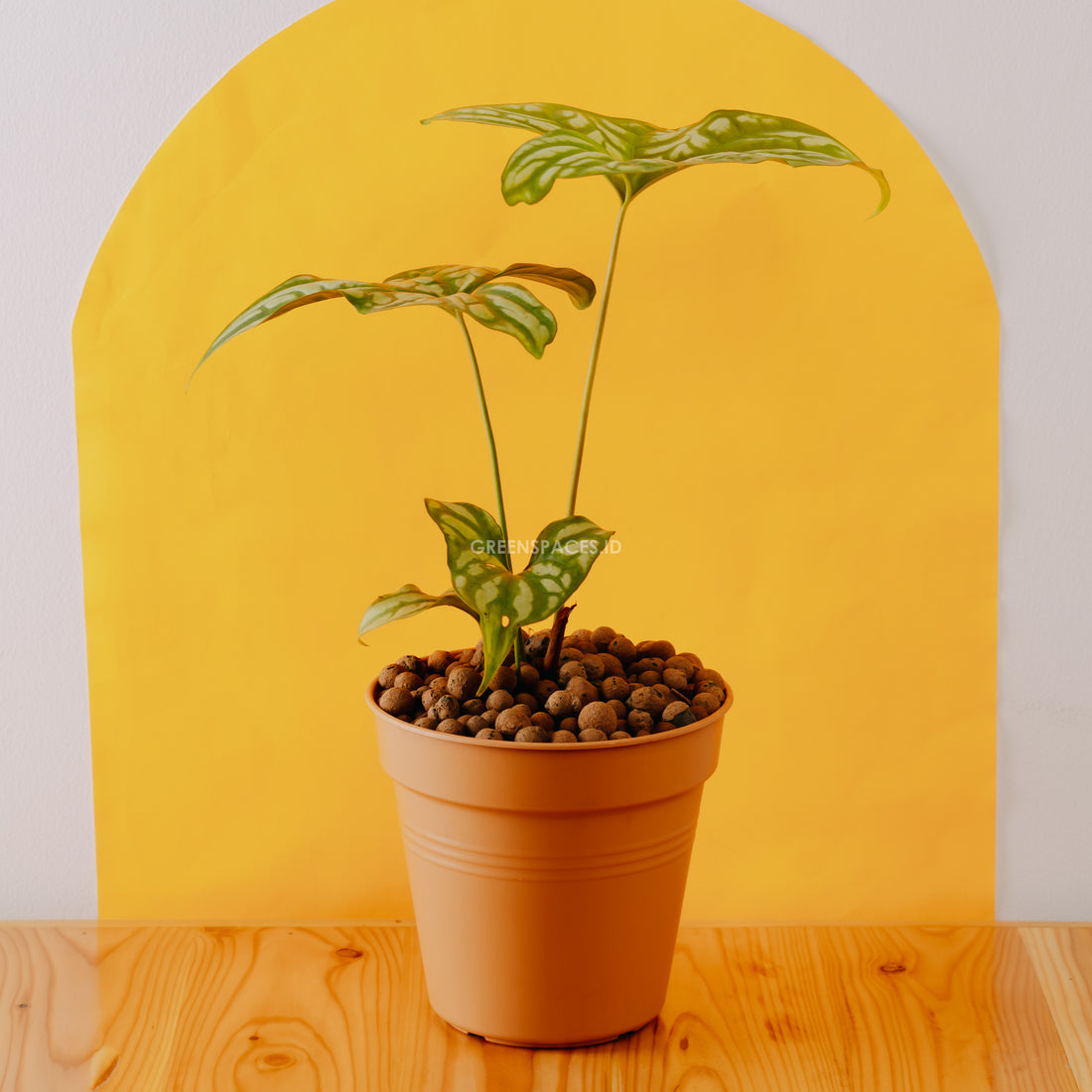 Cerestis Mirabilis - Greenspaces.id