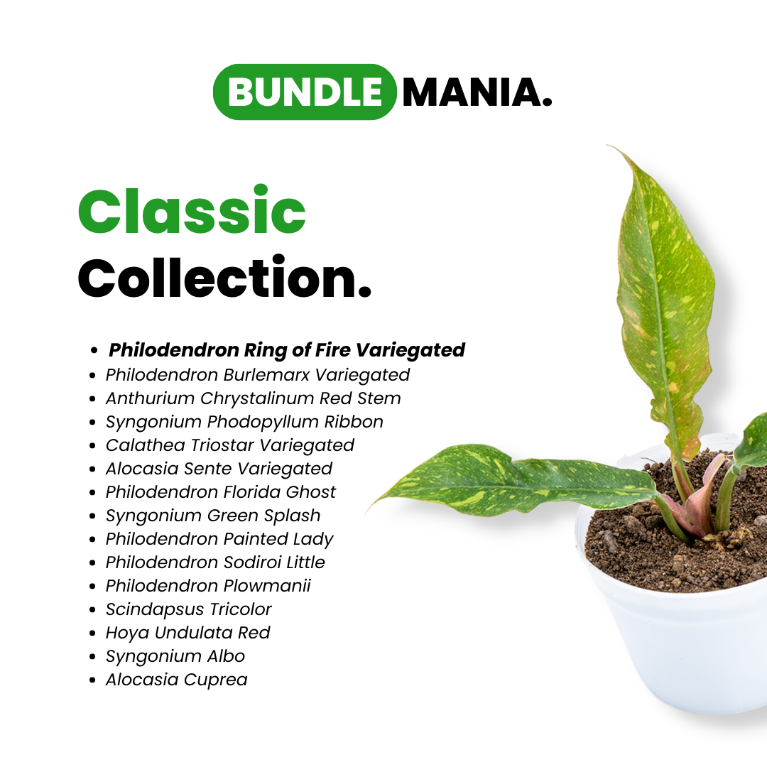 Classic Collection