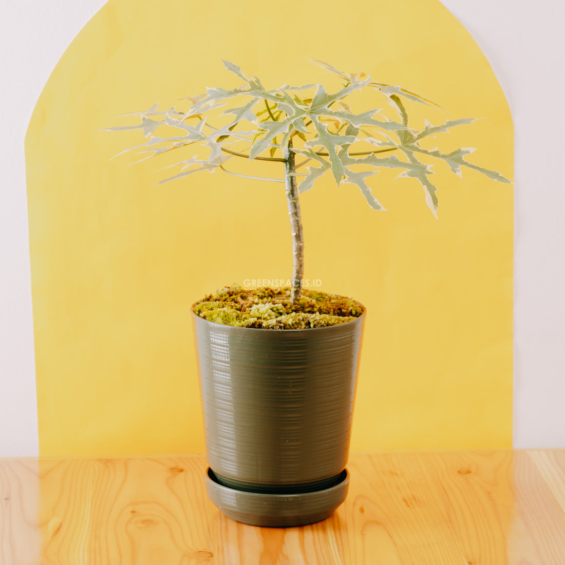 Cnidoscolus Aconitifolius Variegata - Greenspaces.id