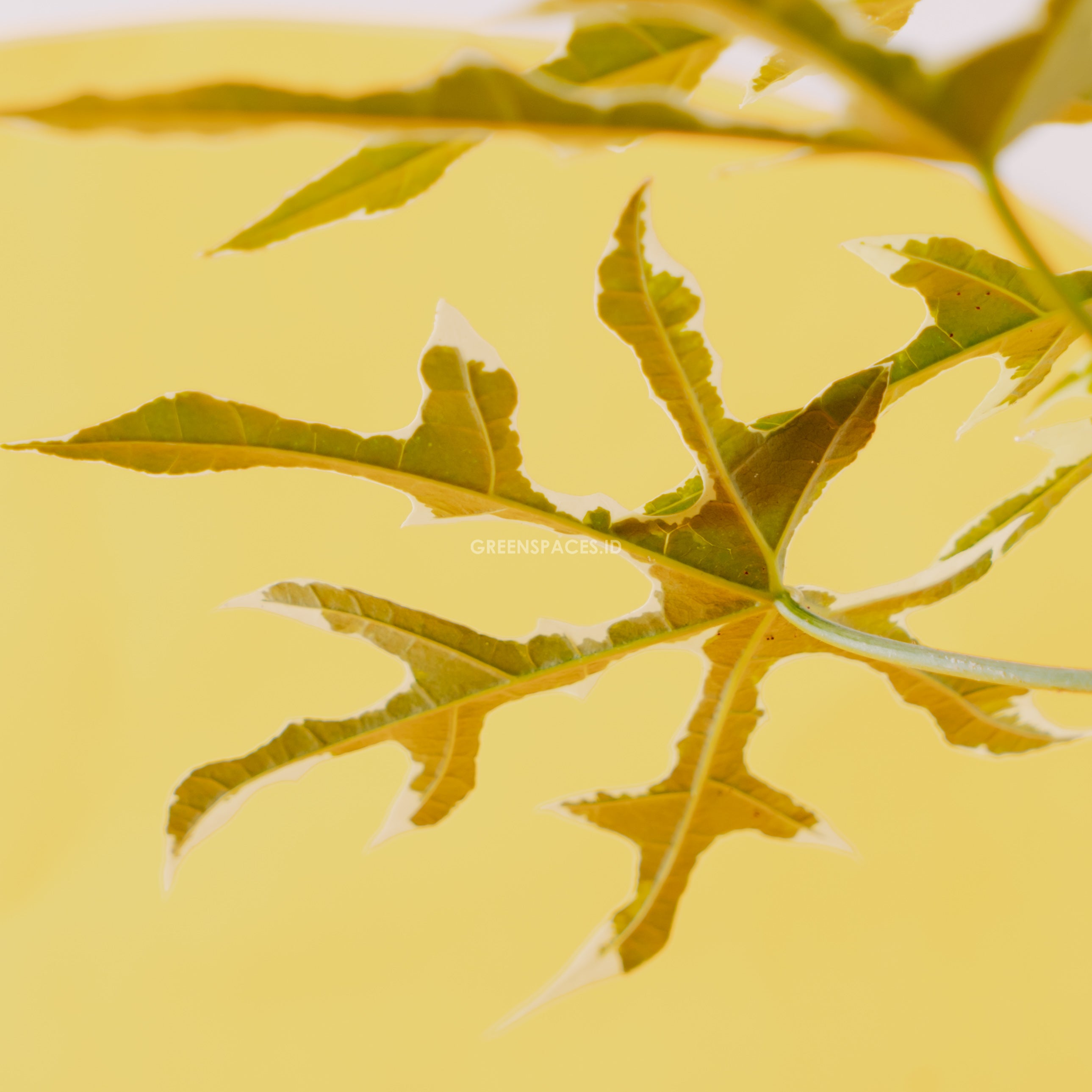 Cnidoscolus Aconitifolius Variegata - Greenspaces.id