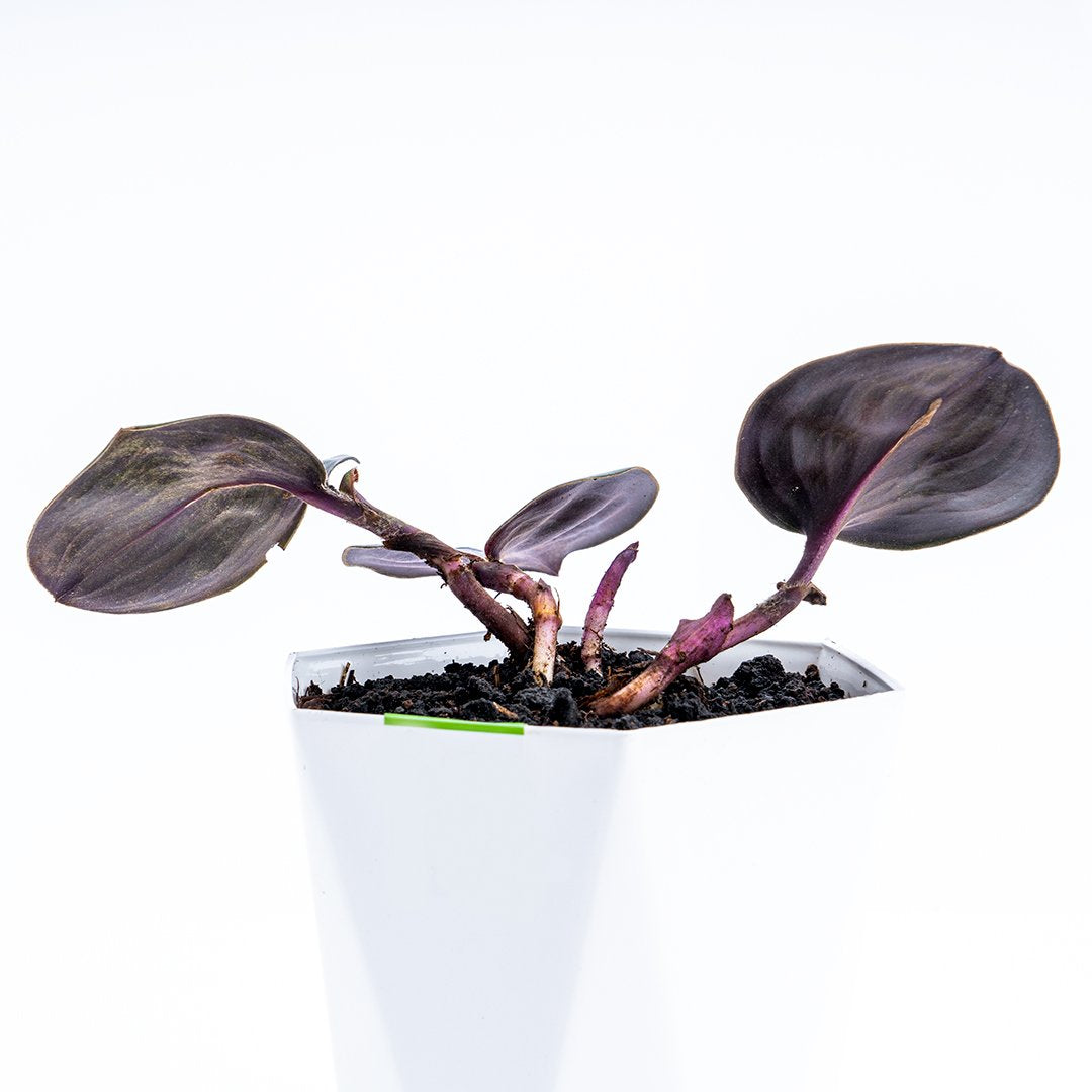 Costos Speciosus - Greenspaces.id