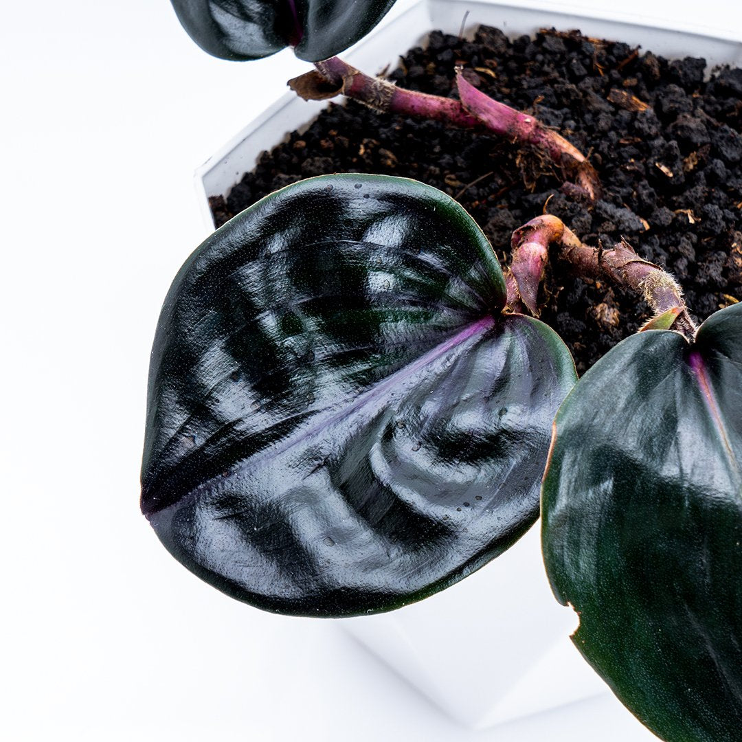 Costos Speciosus - Greenspaces.id