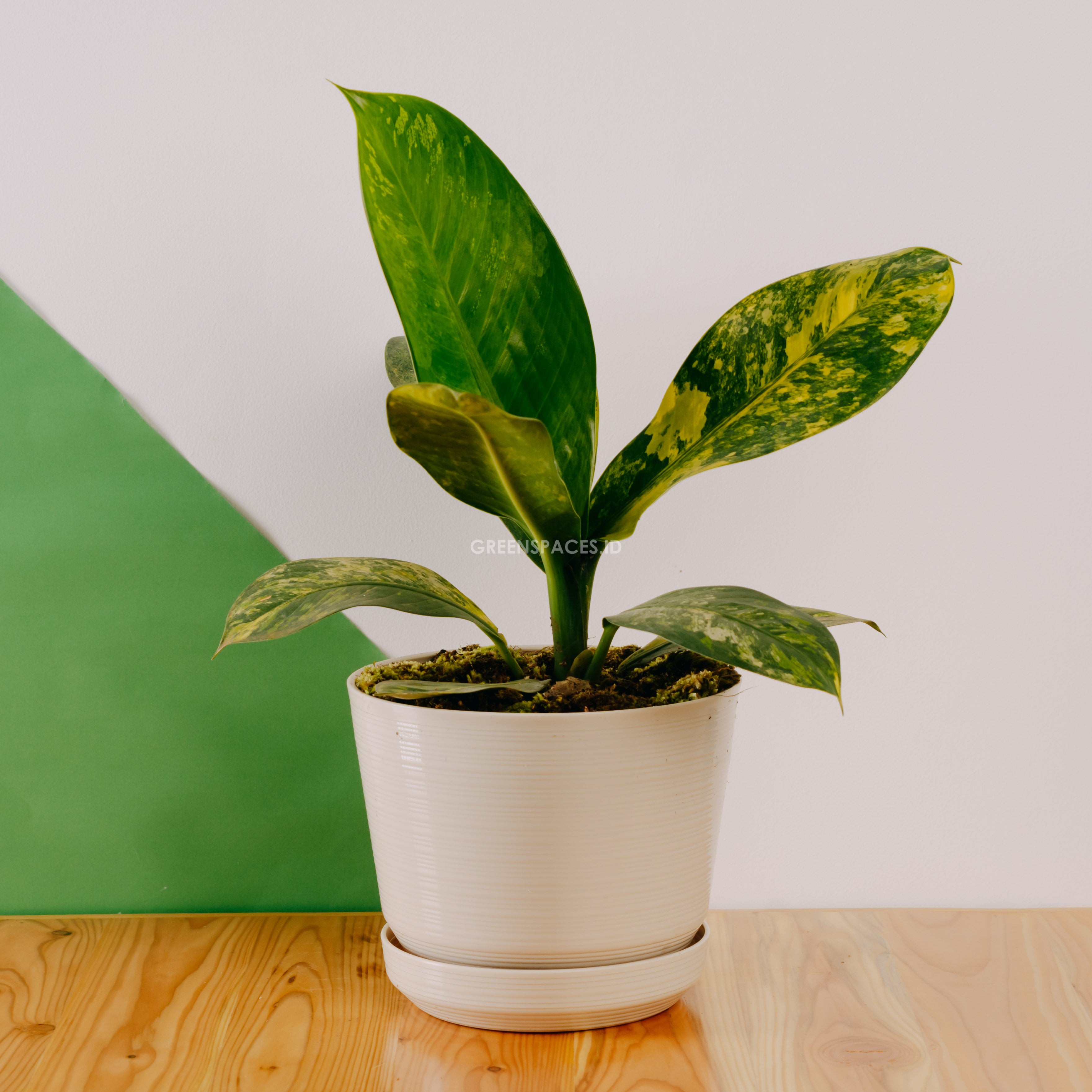 dracaena massangeana care Dieffenbachia variegated – Greenspaces.id