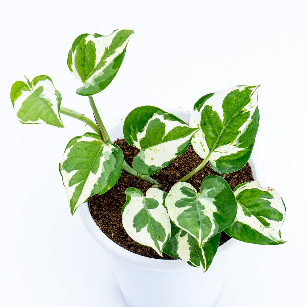 Epipremnum Aureum Snow Queen - Greenspaces.id