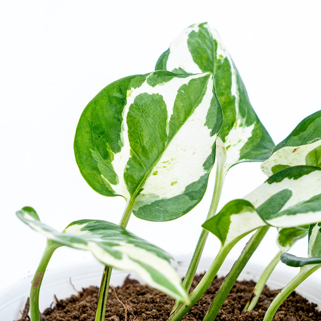 Epipremnum Aureum Snow Queen - Greenspaces.id