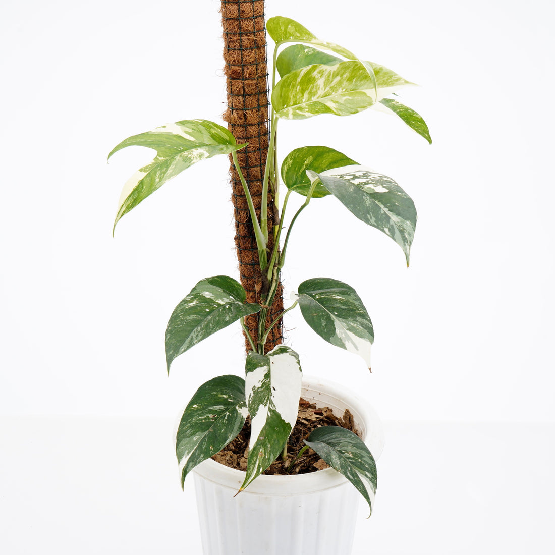 Epiprenum pinnatum variegated (big)