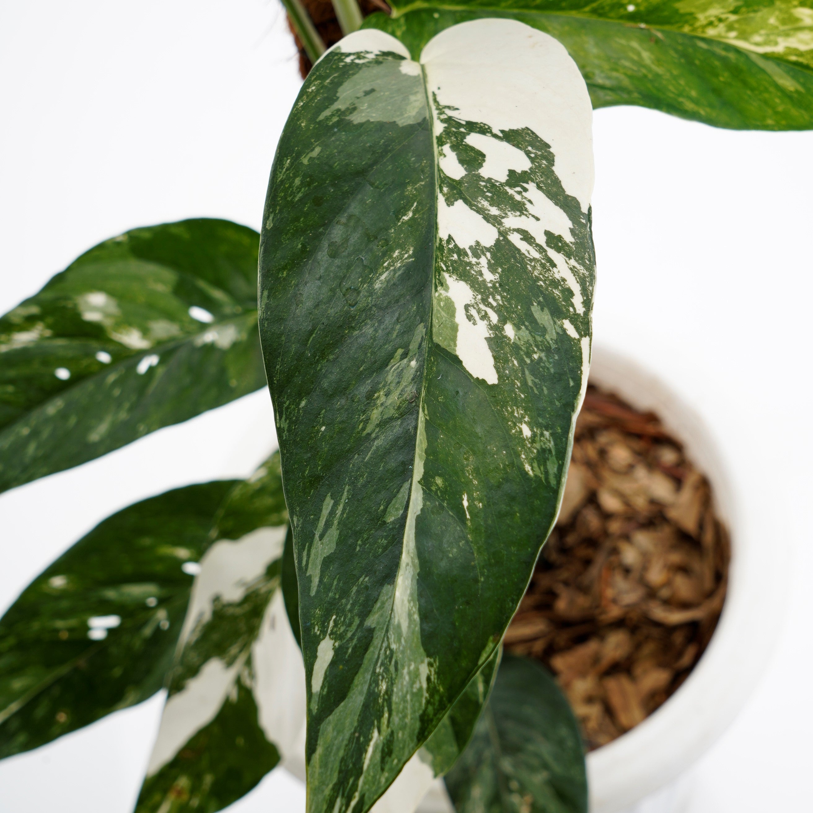 Epiprenum pinnatum variegated (big)