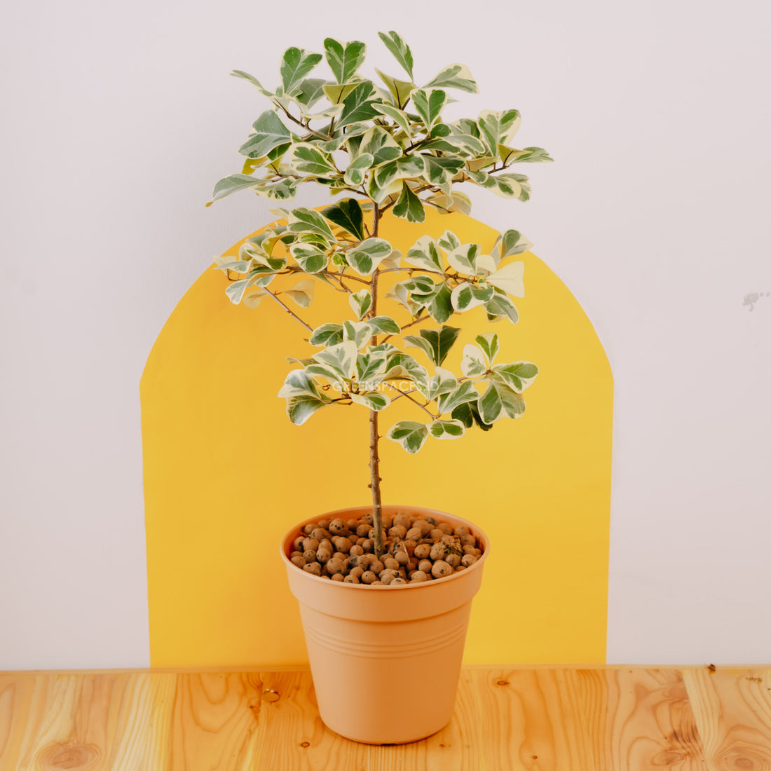 Ficus Tringularis - Greenspaces.id