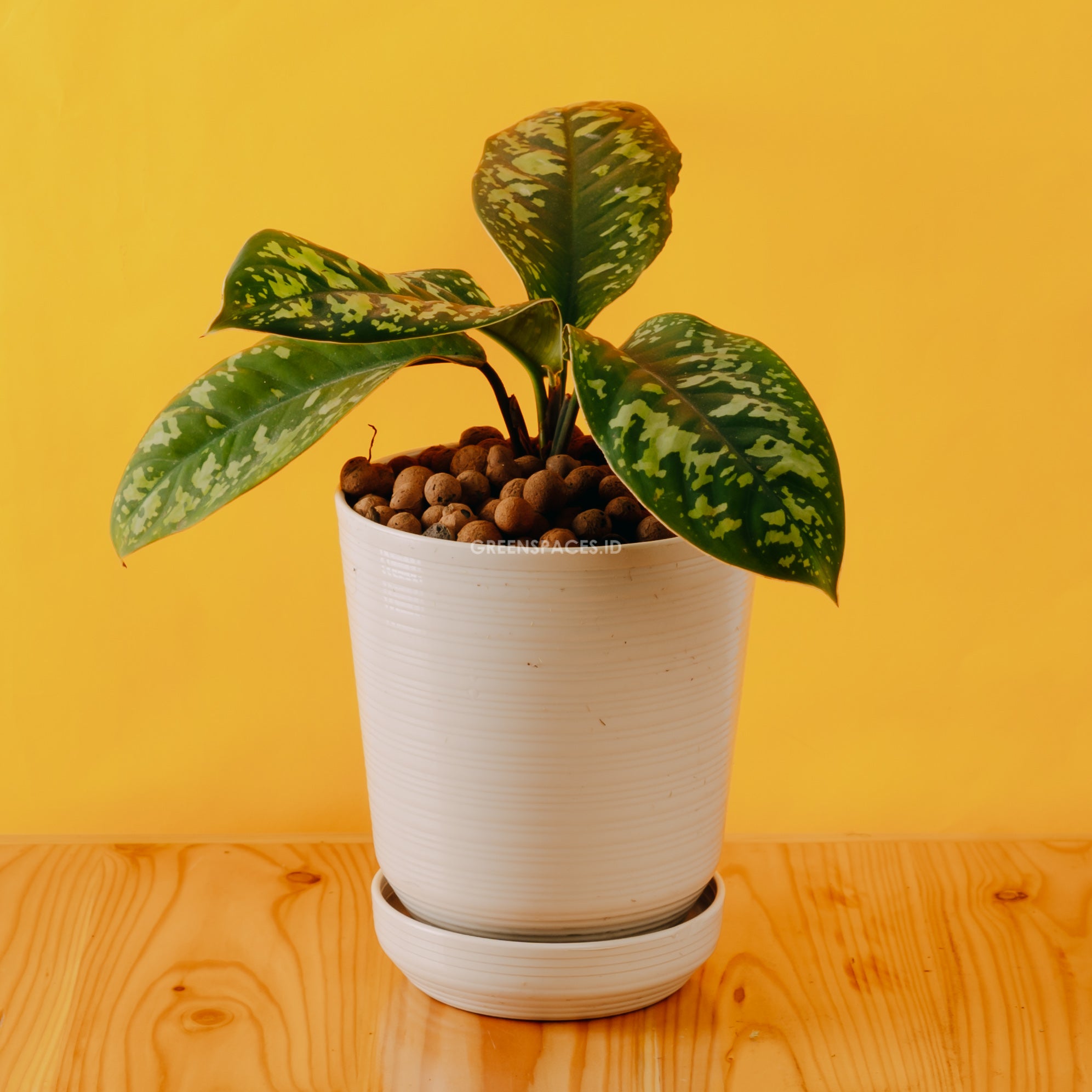 Homalomena Army - Greenspaces.id