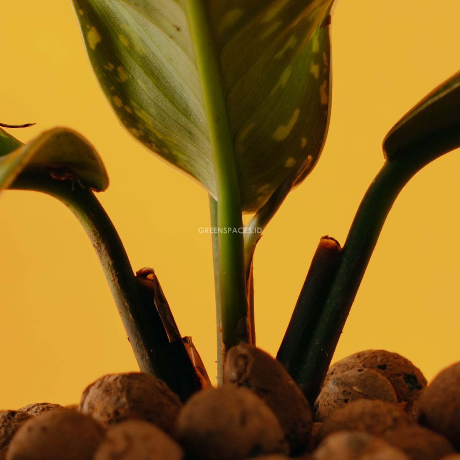 Homalomena Army - Greenspaces.id