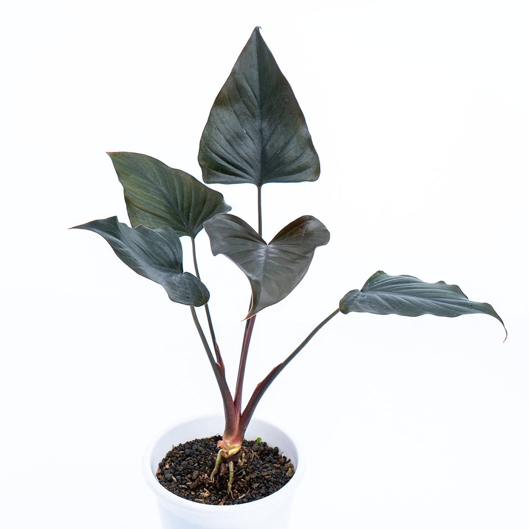 Homalomena Black - Greenspaces.id