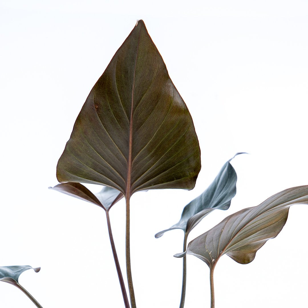 Homalomena Black - Greenspaces.id