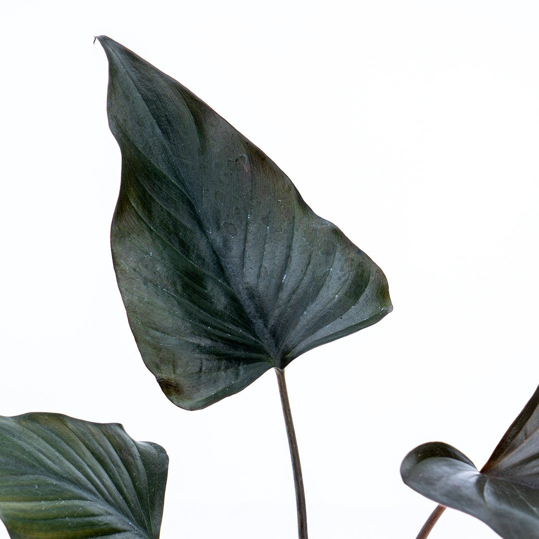 Homalomena Black - Greenspaces.id