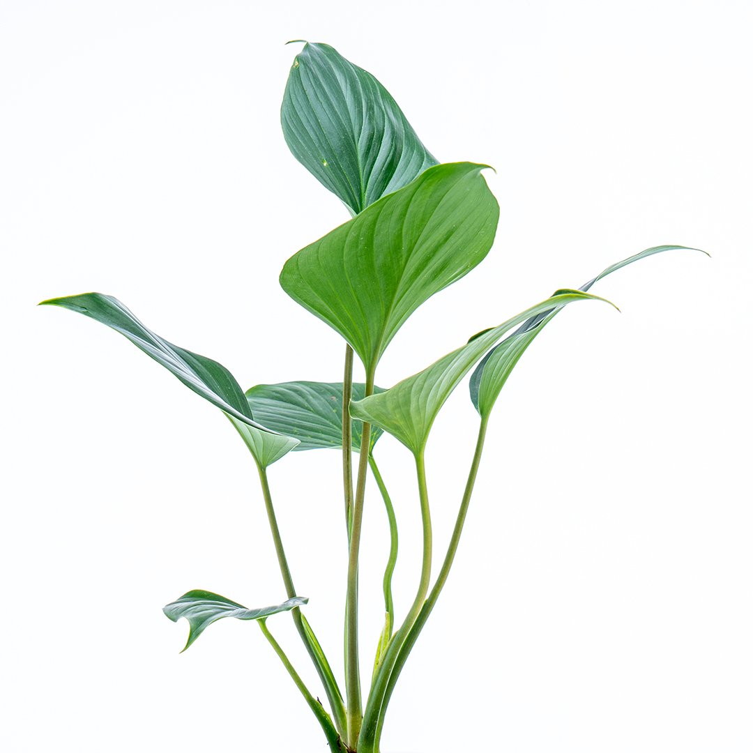 Homalomena Green - Greenspaces.id