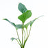 Homalomena Green - Greenspaces.id