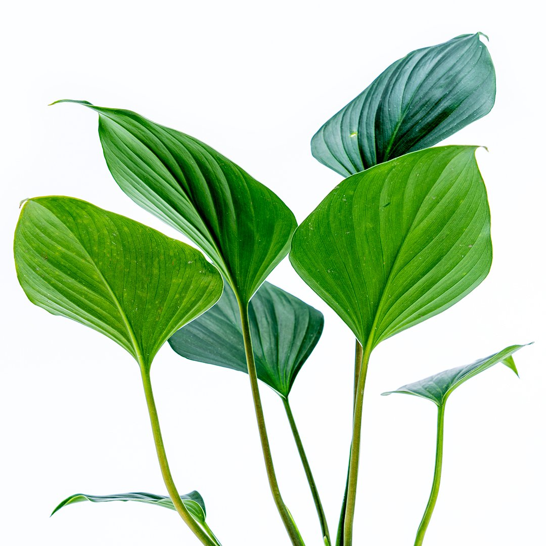 Homalomena Green - Greenspaces.id