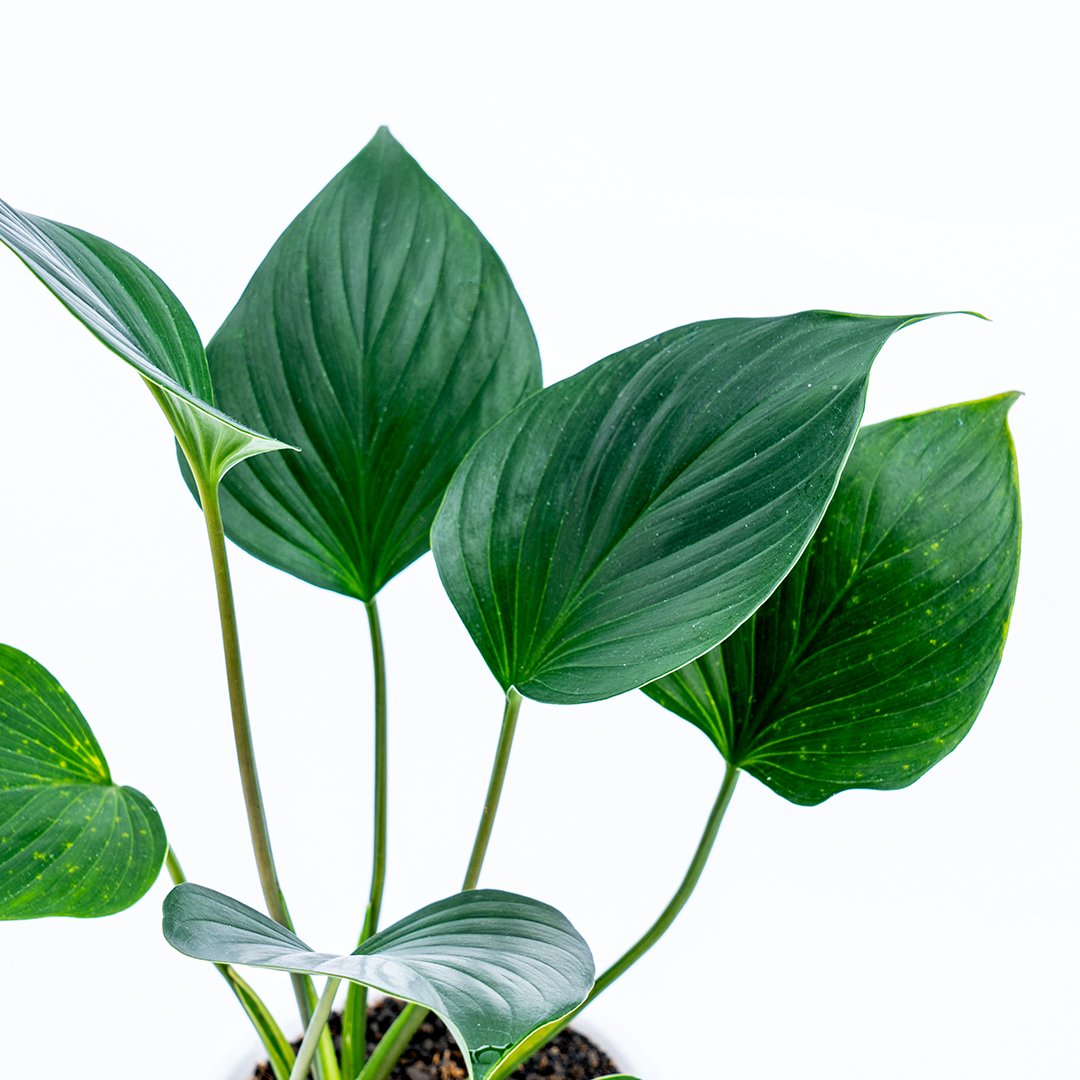 Homalomena Green - Greenspaces.id