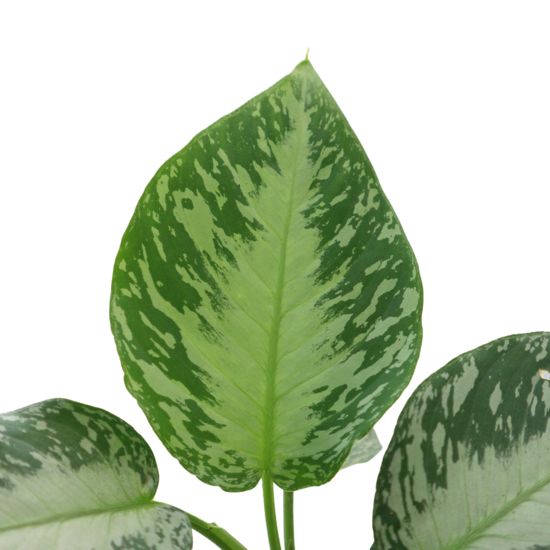 Homalomena Sp sumatera - Greenspaces.id