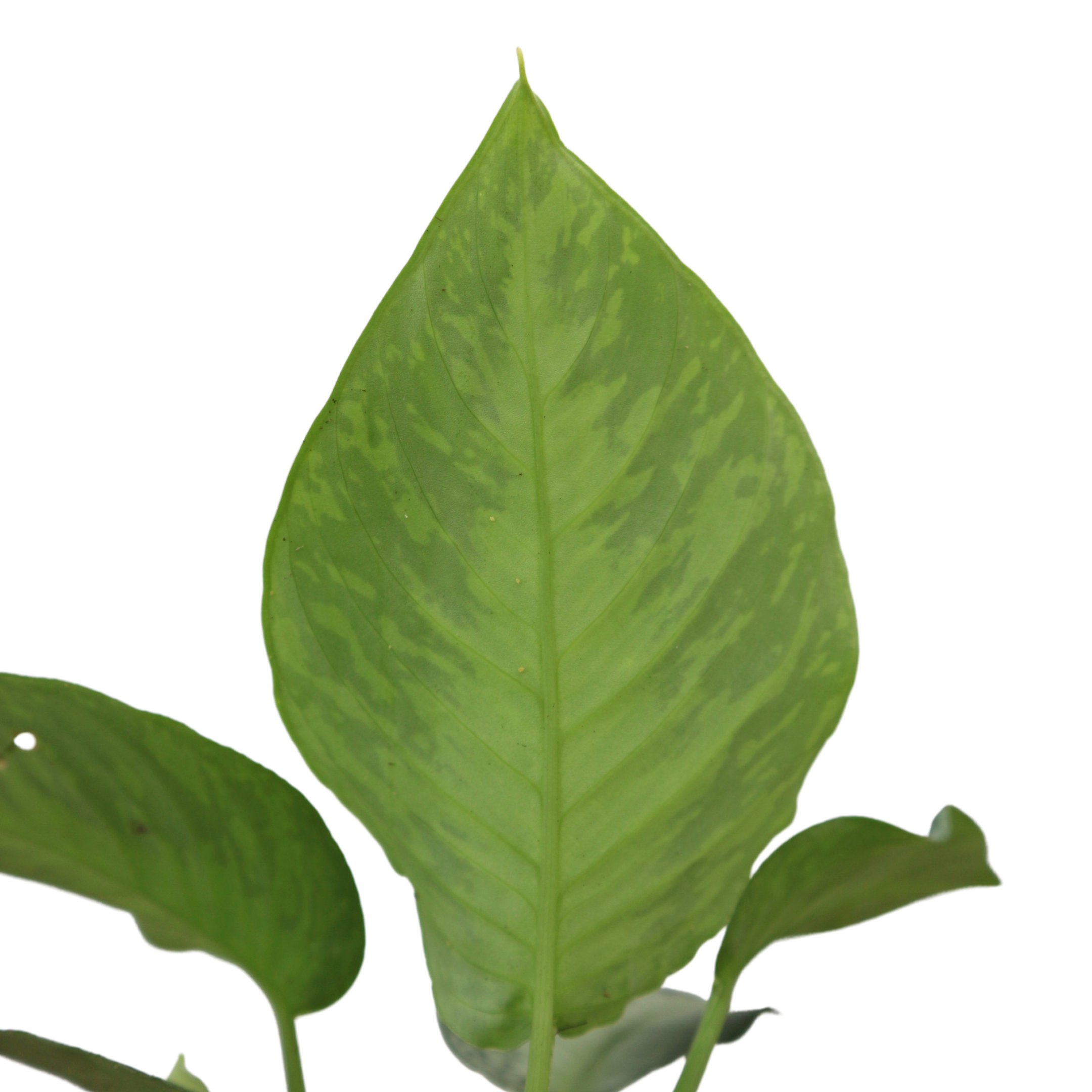 Homalomena Sp sumatera - Greenspaces.id