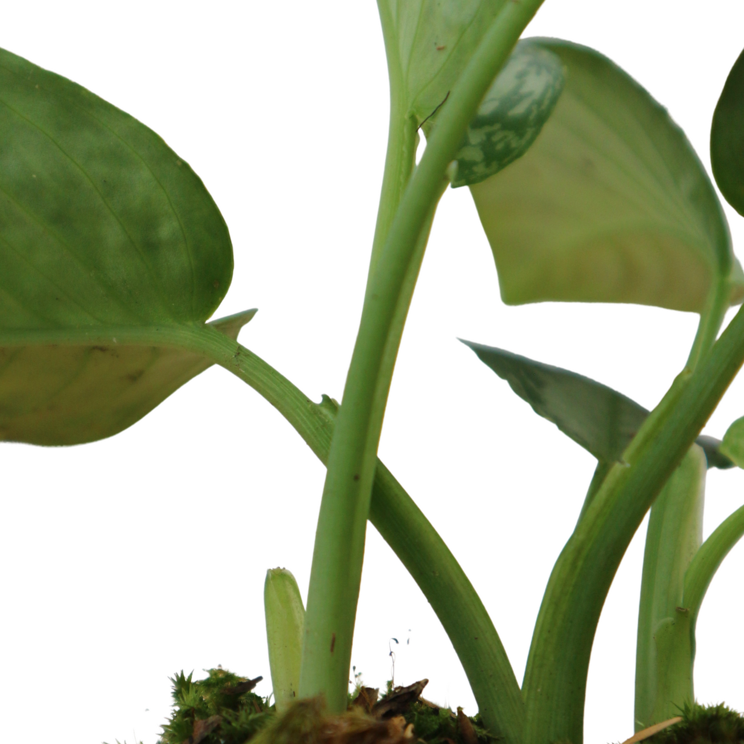 Homalomena Sp sumatera - Greenspaces.id