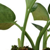 Homalomena Sp sumatera - Greenspaces.id