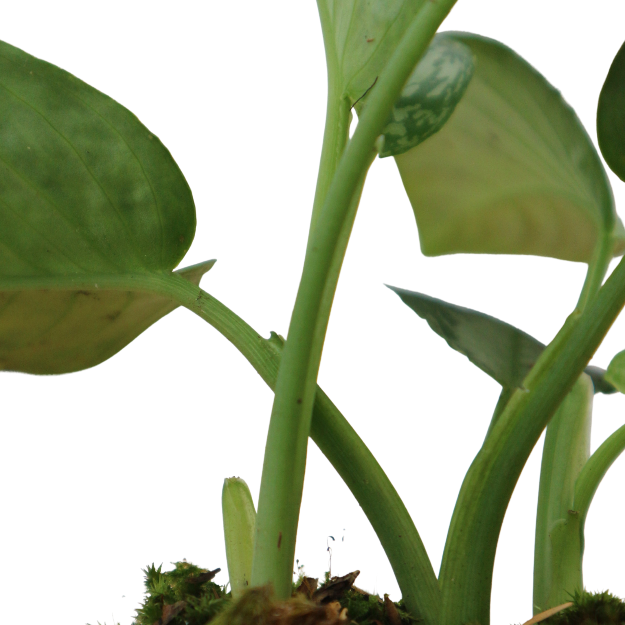 Homalomena Sp sumatera - Greenspaces.id