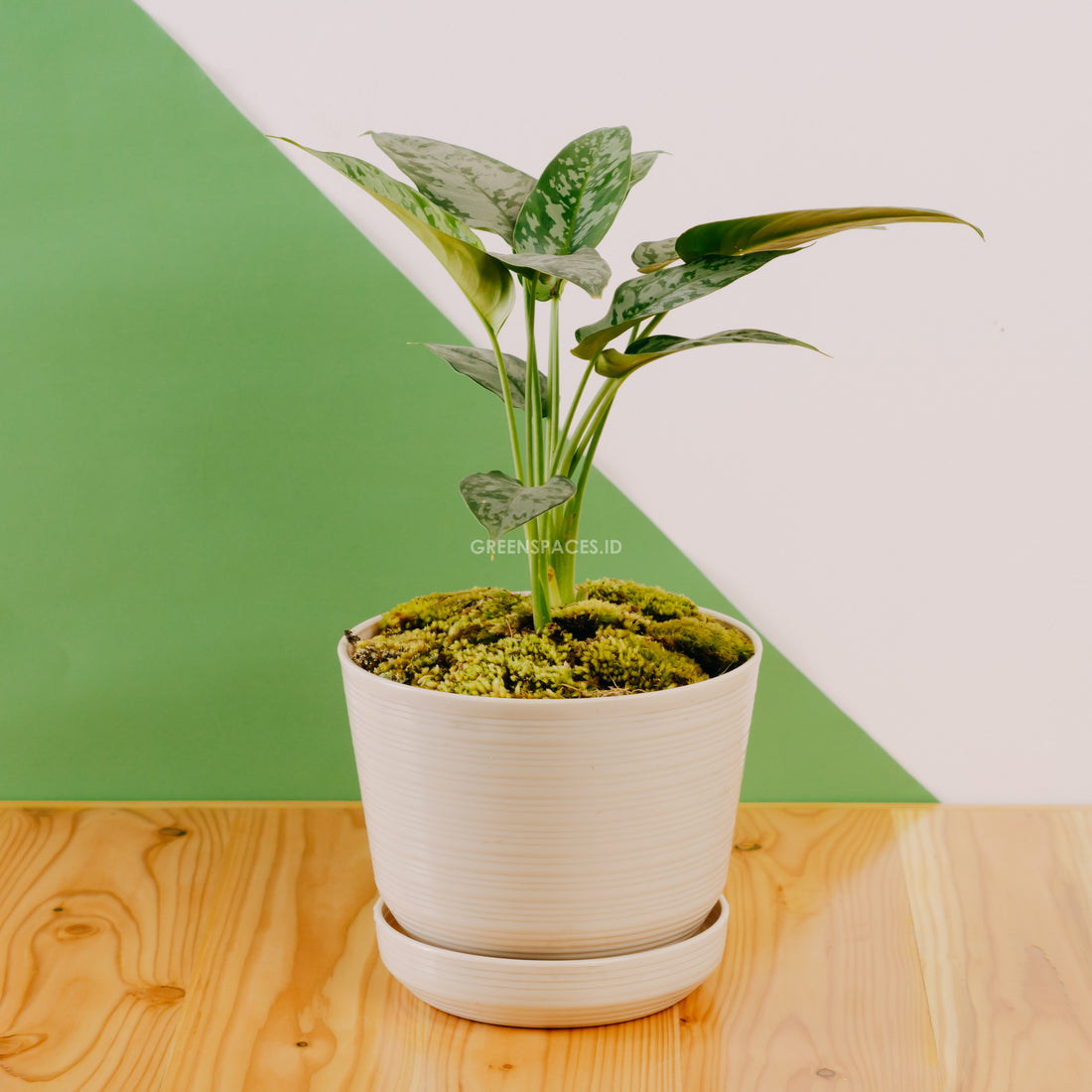 Homalomena Schismatoglottis - Greencpaces.id