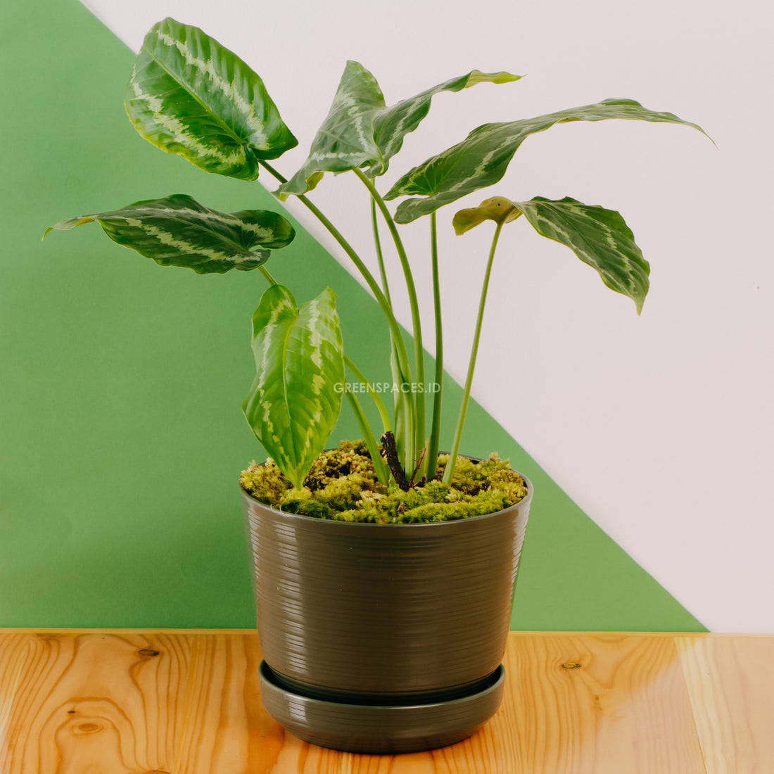 Homalomena Schismatoglottis Wallichii - Greenspaces.id