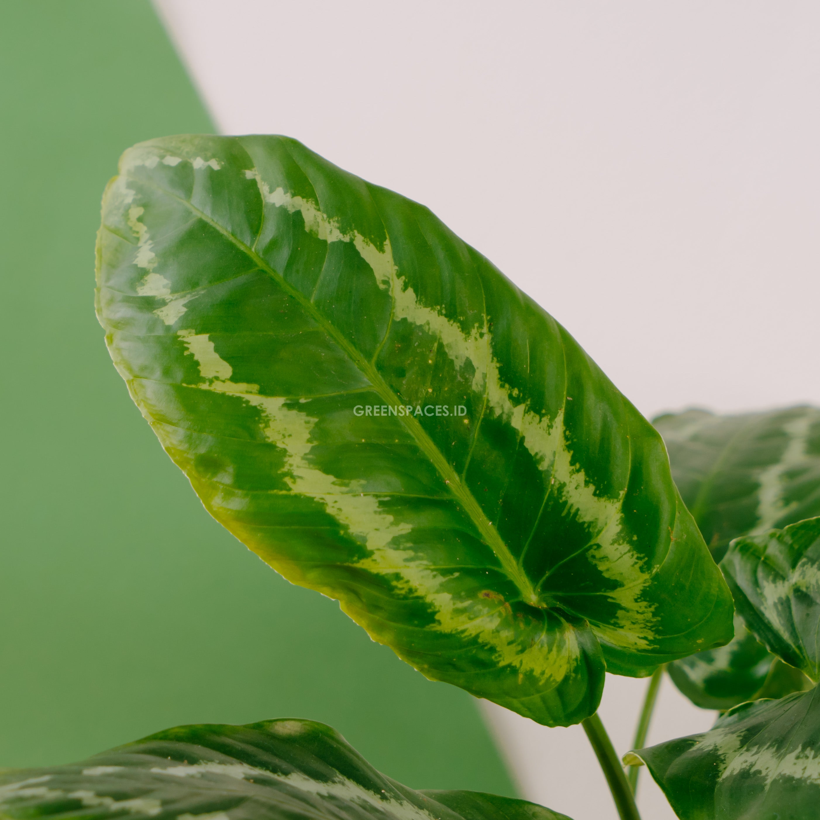 Homalomena Schismatoglottis Wallichii - Greenspaces.id