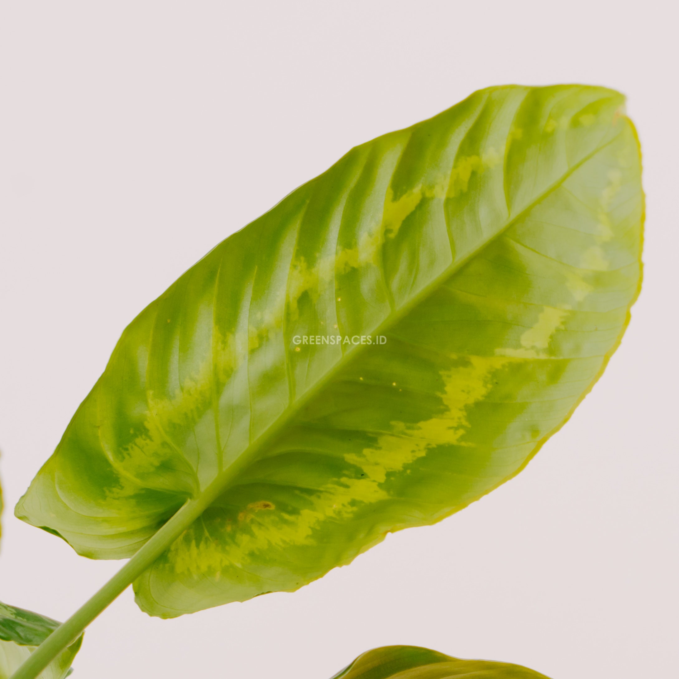Homalomena Schismatoglottis Wallichii - Greenspaces.id