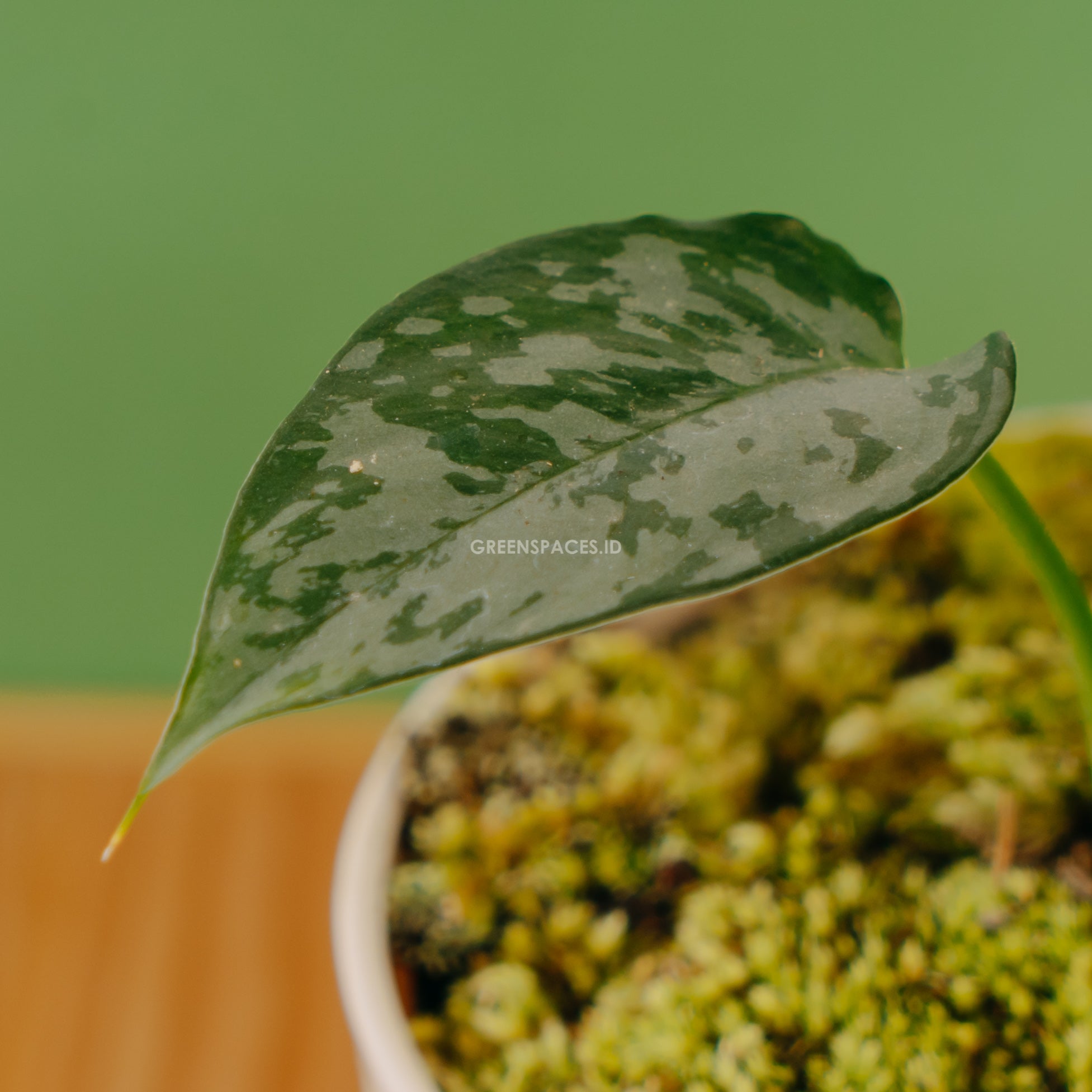 Homalomena Schismatoglottis - Greencpaces.id