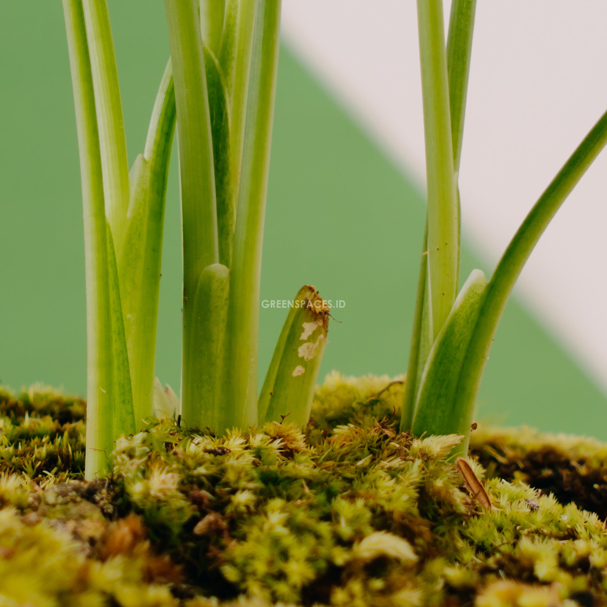 Homalomena Schismatoglottis - Greencpaces.id