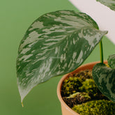 Homalomena sp Kalimantan - Greenspaces.id