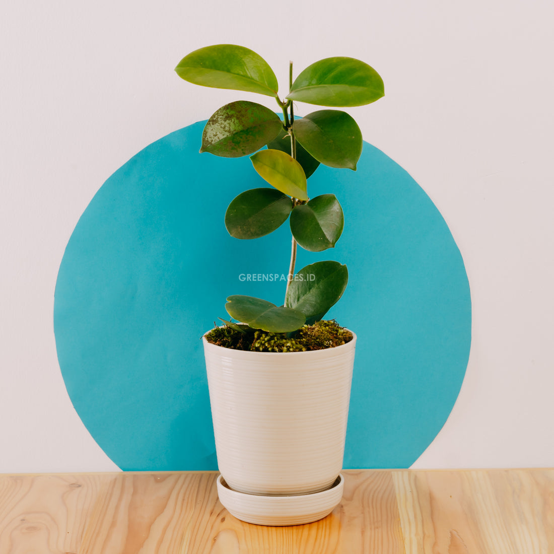 Hoya Australis - Greenspaces.id