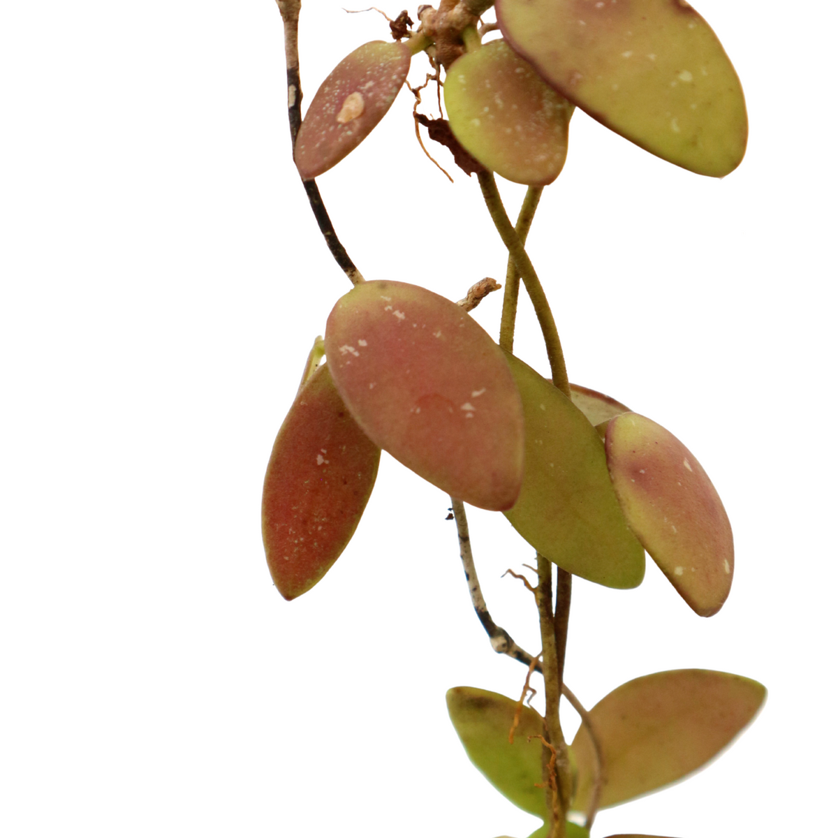 Hoya Brainess Sp Borneo - Greenspaces.id