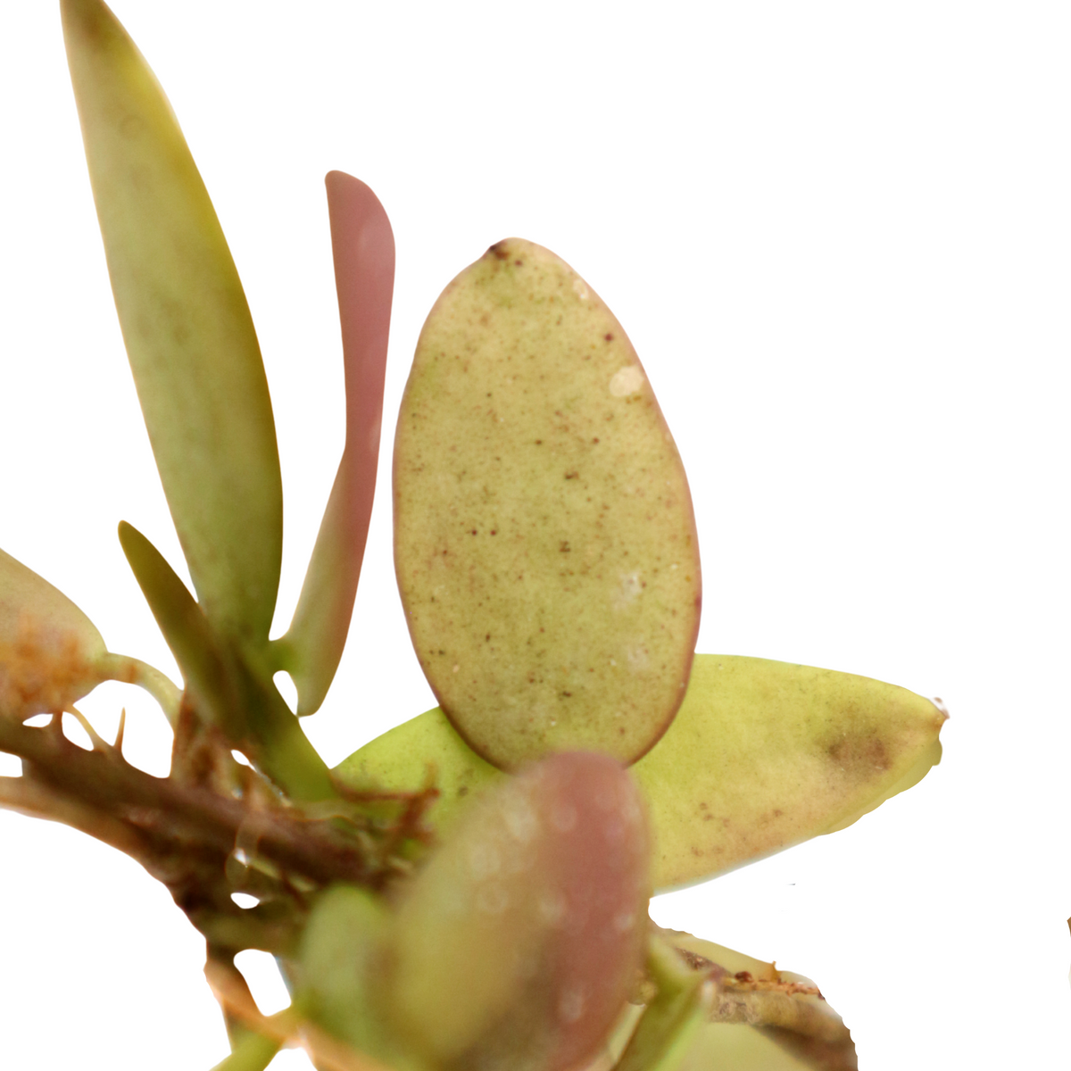 Hoya Brainess Sp Borneo - Greenspaces.id