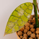 Hoya Callistophylla - Greenspaces.id