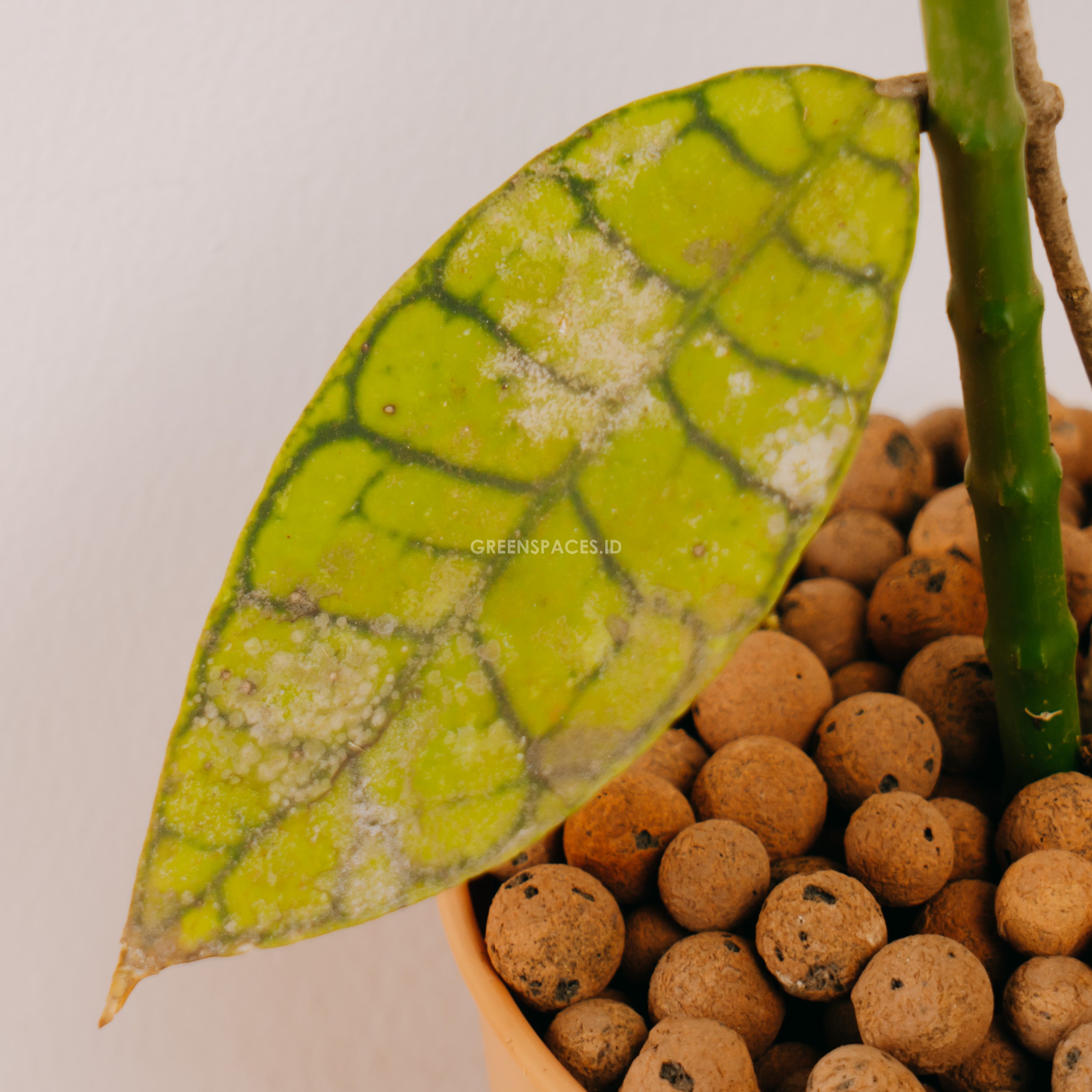 Hoya Callistophylla - Greenspaces.id