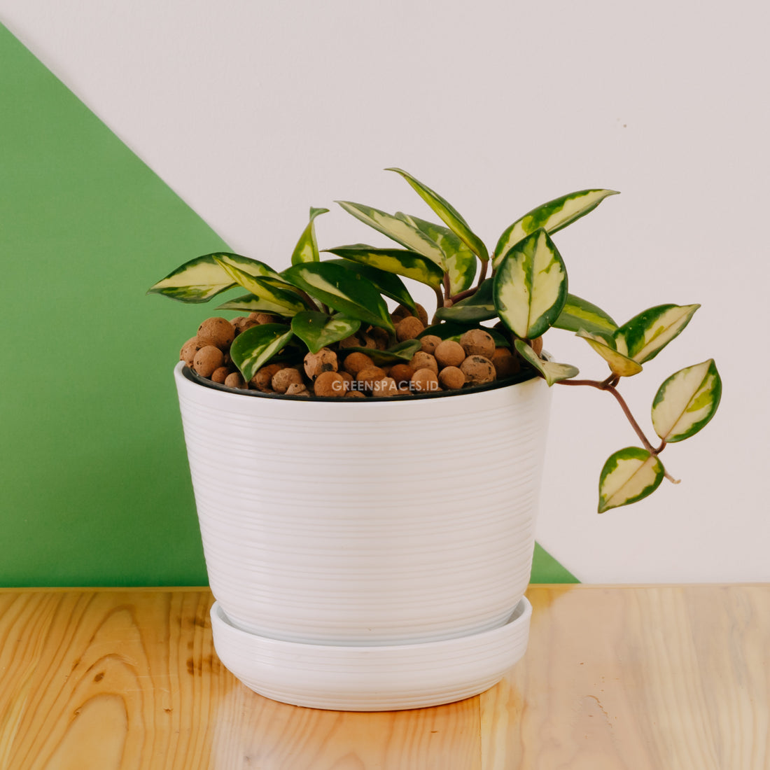 Hoya Carnosa Tricolor - Greenspaces.id