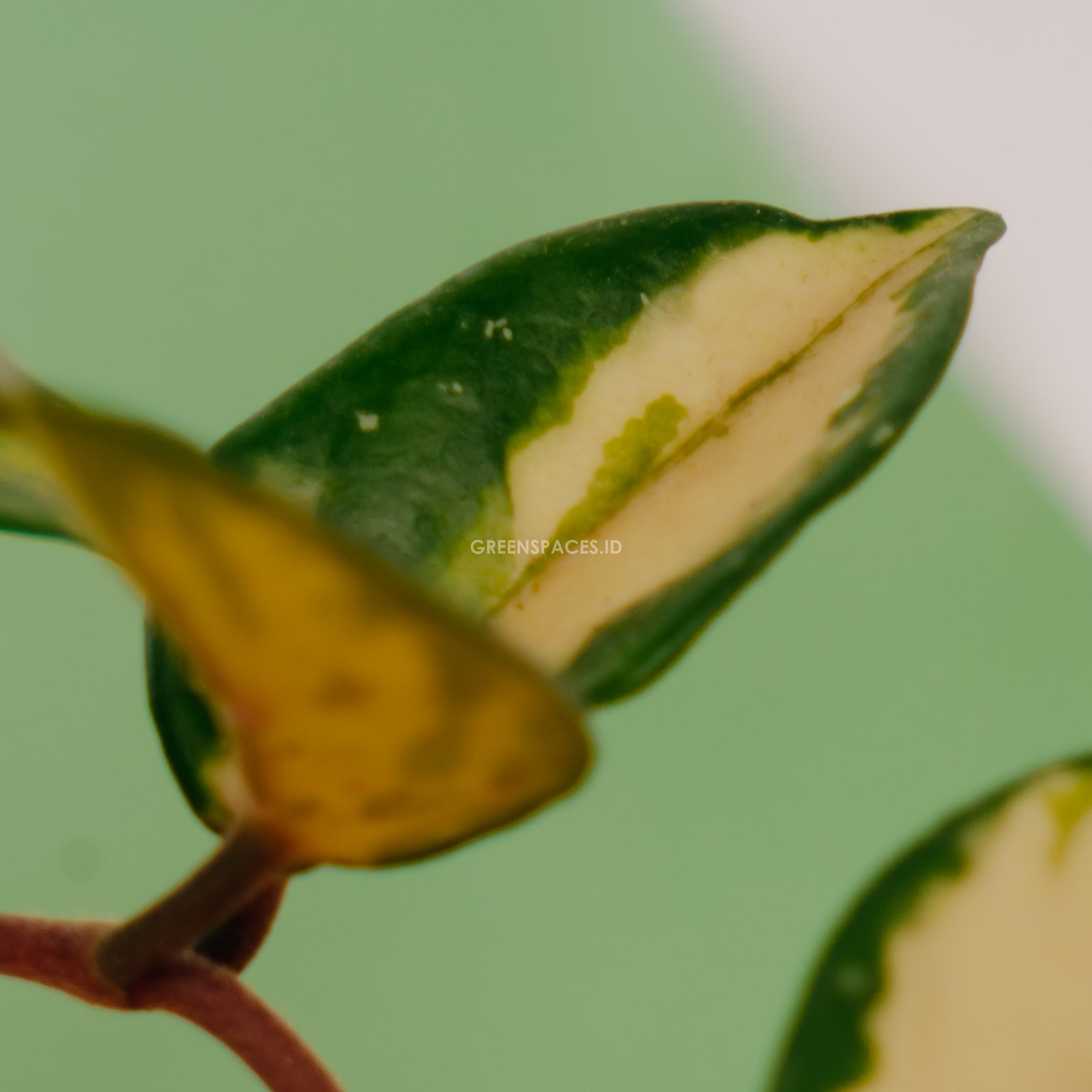 Hoya Carnosa Tricolor - Greenspaces.id