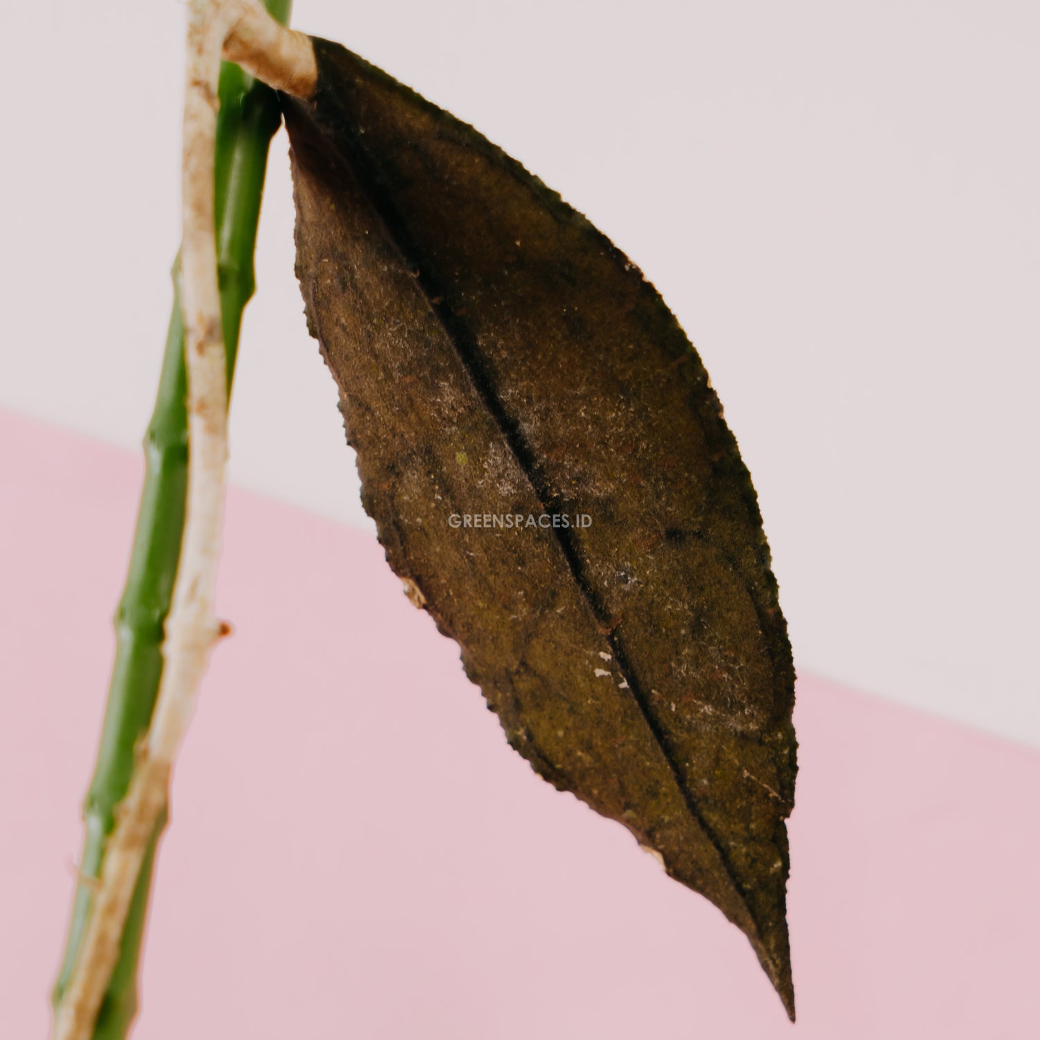 Hoya Clemensiorum Red Ori - Greenspaces.id