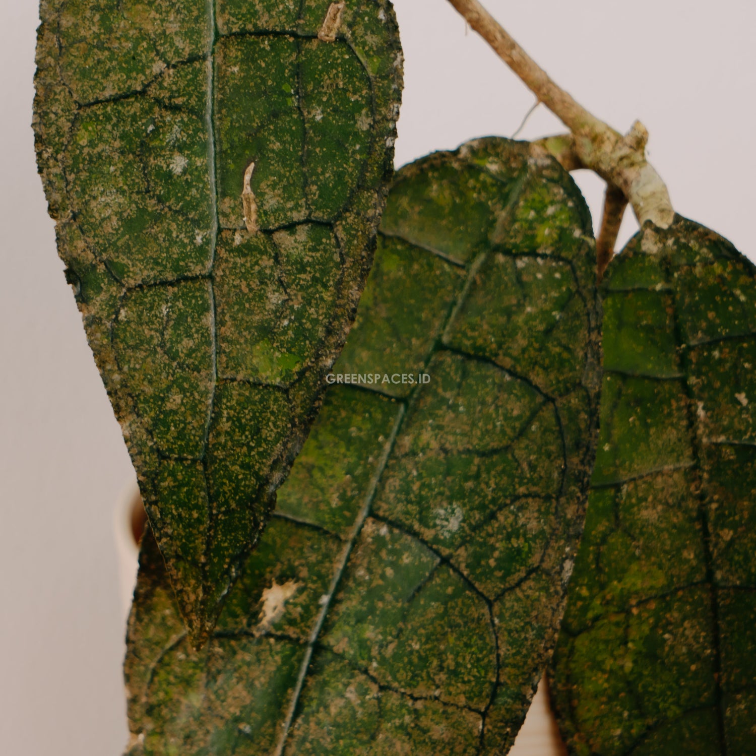 Hoya Clemensiorum - Grennspaces.id